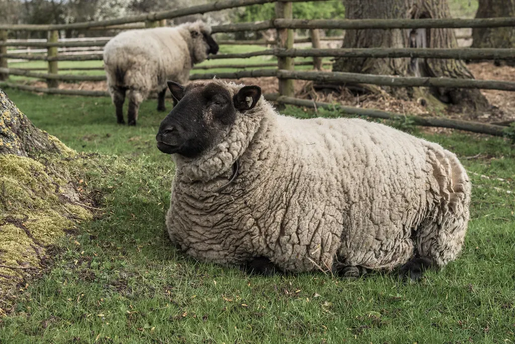 The Surprising Science Behind Animal Emotions (Image Credits: Flickr)