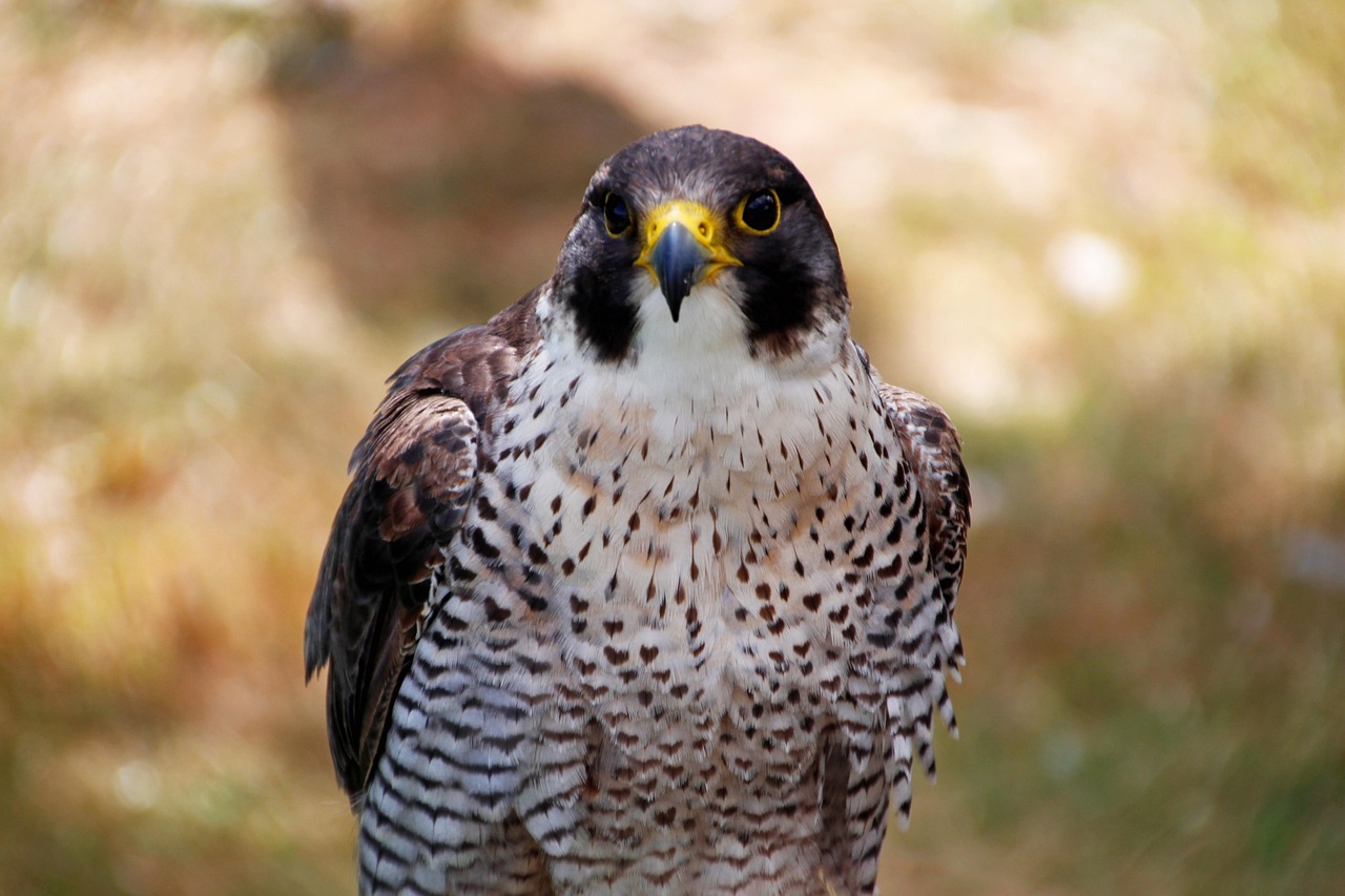 April: The Falcon - Bold Leadership Takes Flight (Image Credits: Pixabay)