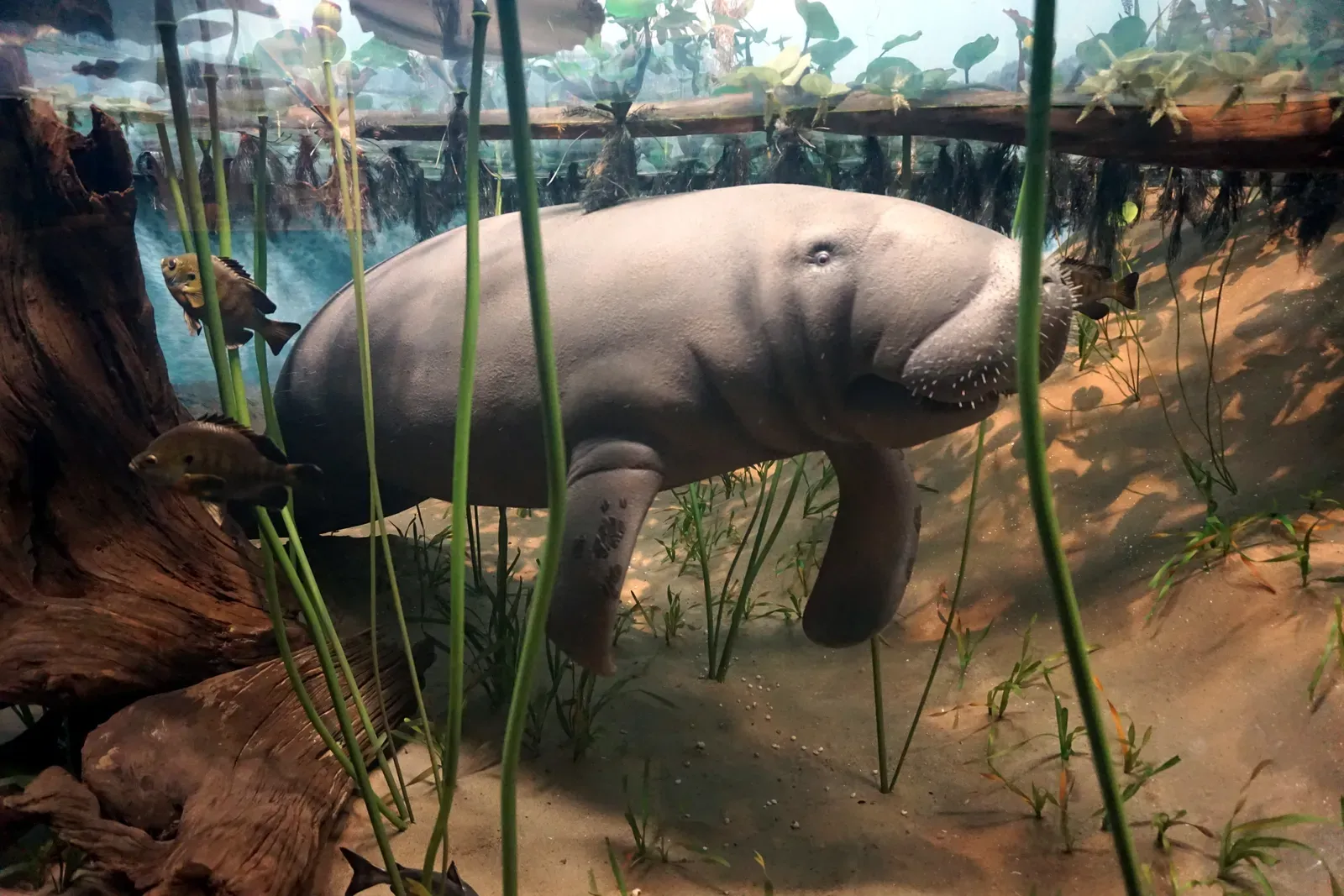 #1 The Cape Manatee That Never Came Back (By Michael Barera, CC BY-SA 4.0)