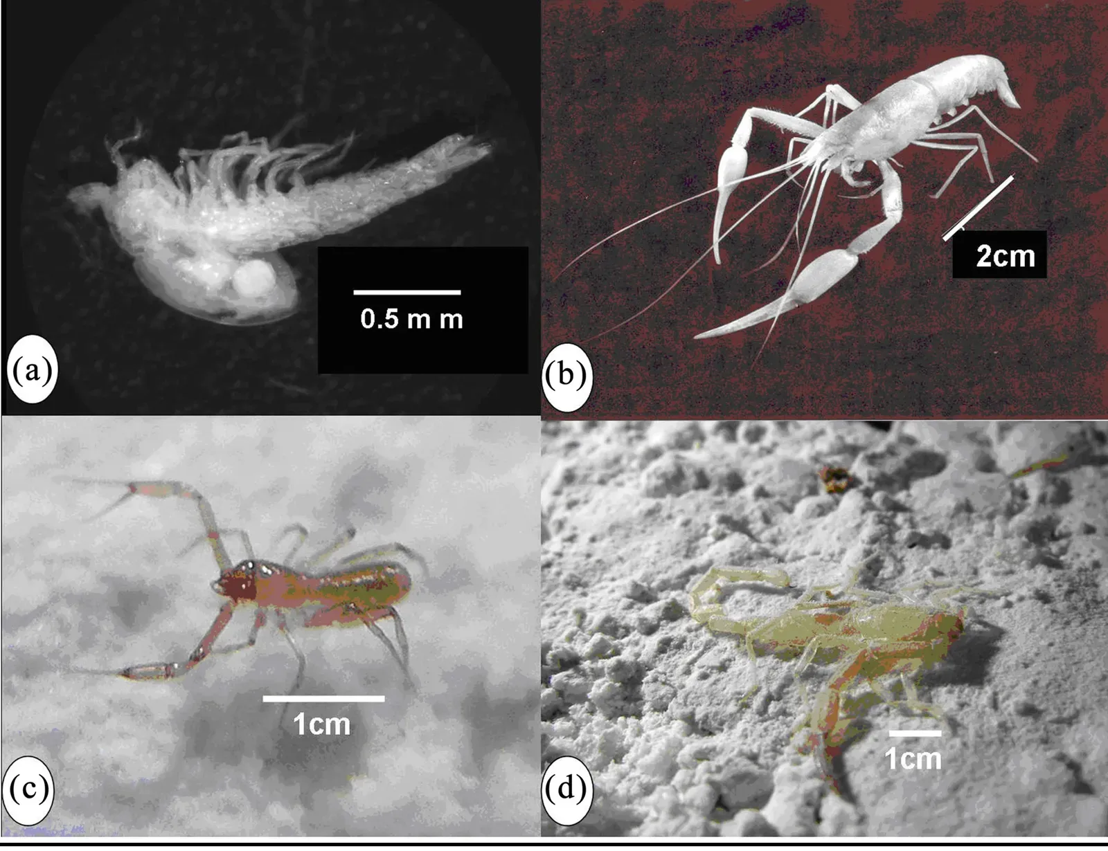 Eyeless Crustaceans From Poisoned Underground Lakes (Image Credits: Wikimedia)