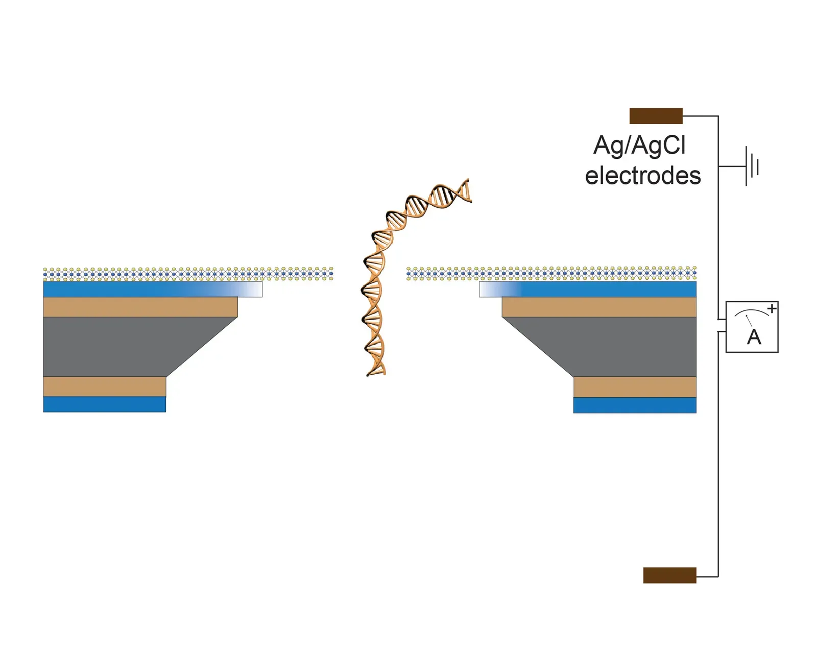 9. AI and Smarter Sequencing Tools Are Cleaning Up the Genome’s “Noise” (By Skip the breakfast, CC BY-SA 4.0)
