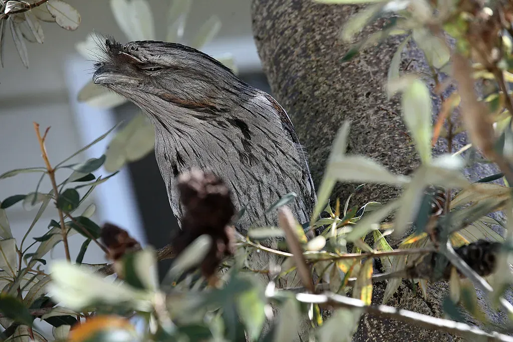 7. Tawny Frogmouth – The Branch That Watches Back (David Lochlin, Flickr, CC BY 2.0)