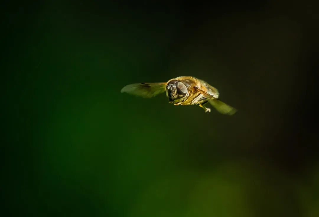 Bee Navigation: Living Compasses (Image Credits: Unsplash)