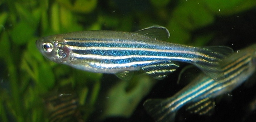 Zebrafish - Hearts That Heal Themselves (Image Credits: Wikimedia)