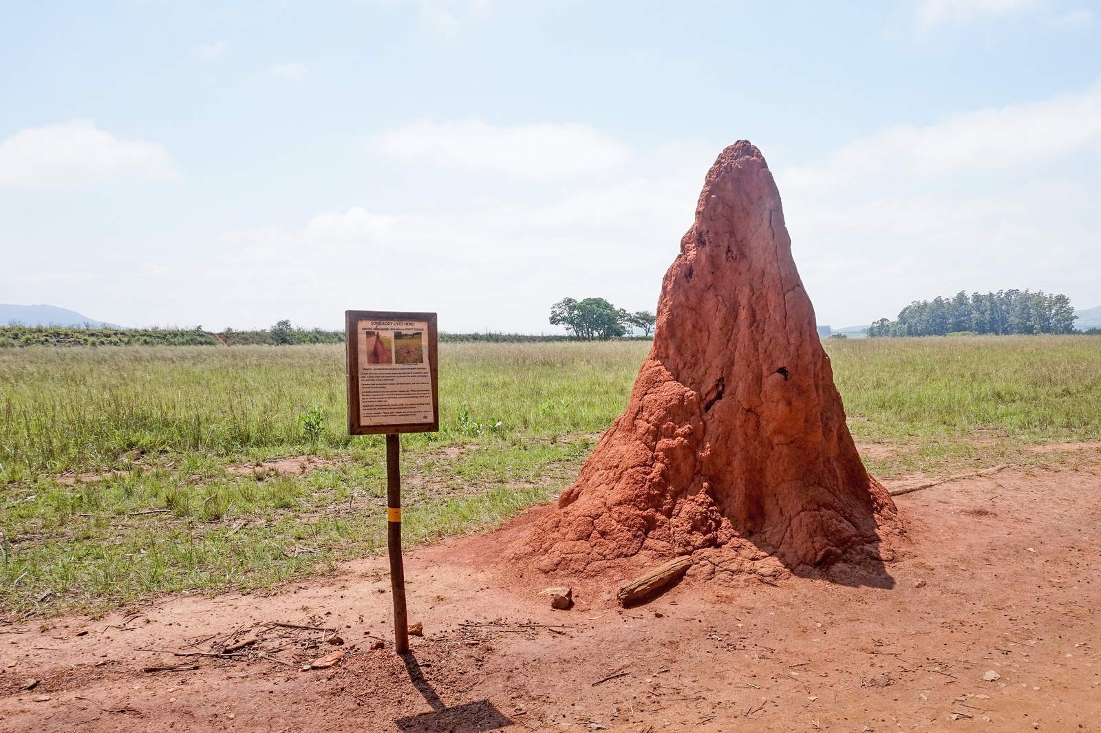 Living Skyscrapers: Termite Mounds With Built-In Air Conditioning (Image Credits: Wikimedia)