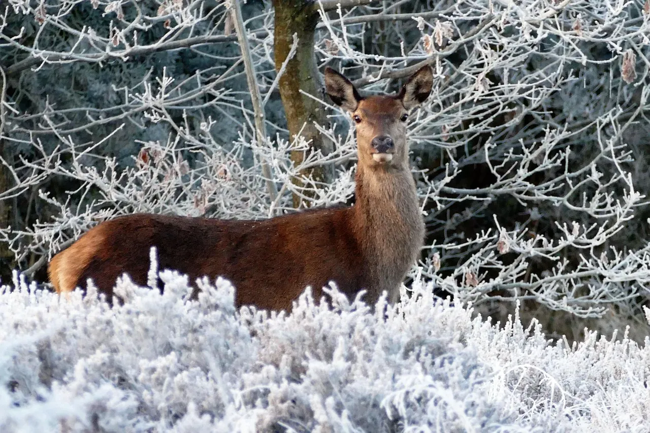 Libra – The Peace-Seeking Deer Freezing at Sudden Noises (Image Credits: Pixabay)