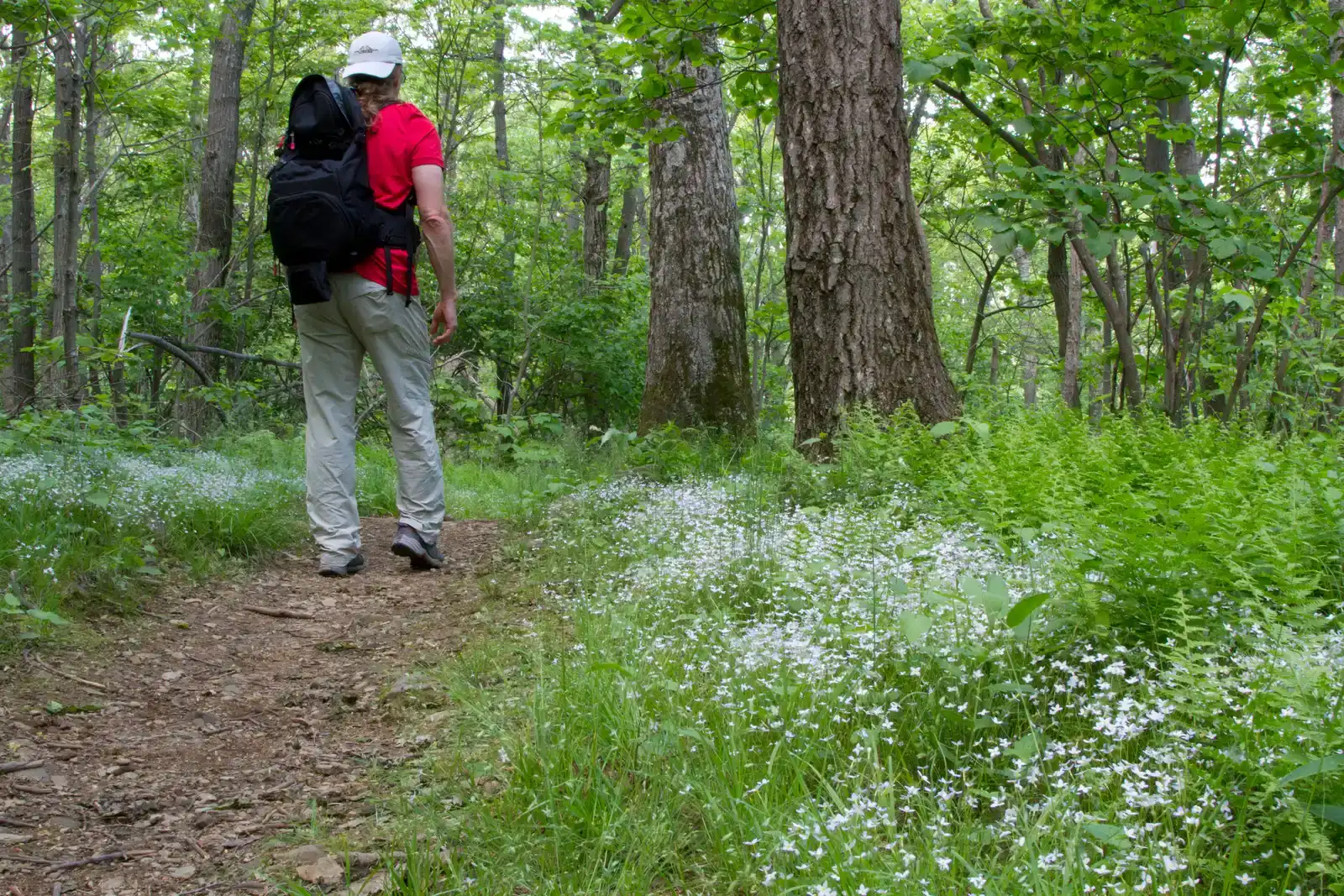 2. The Experienced Section Hiker Who Disappeared in Pennsylvania (Hiker on the Appalachian Trail, Public domain)