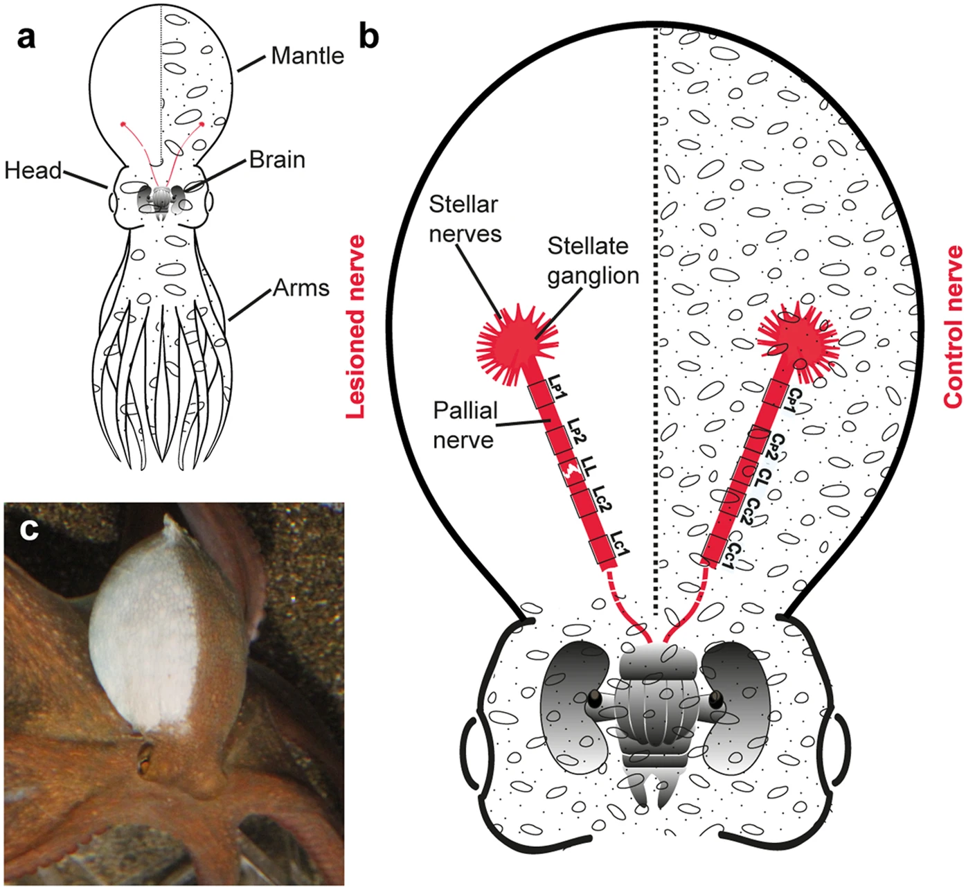 What the Brain Might Be Doing (Image Credits: Wikimedia)