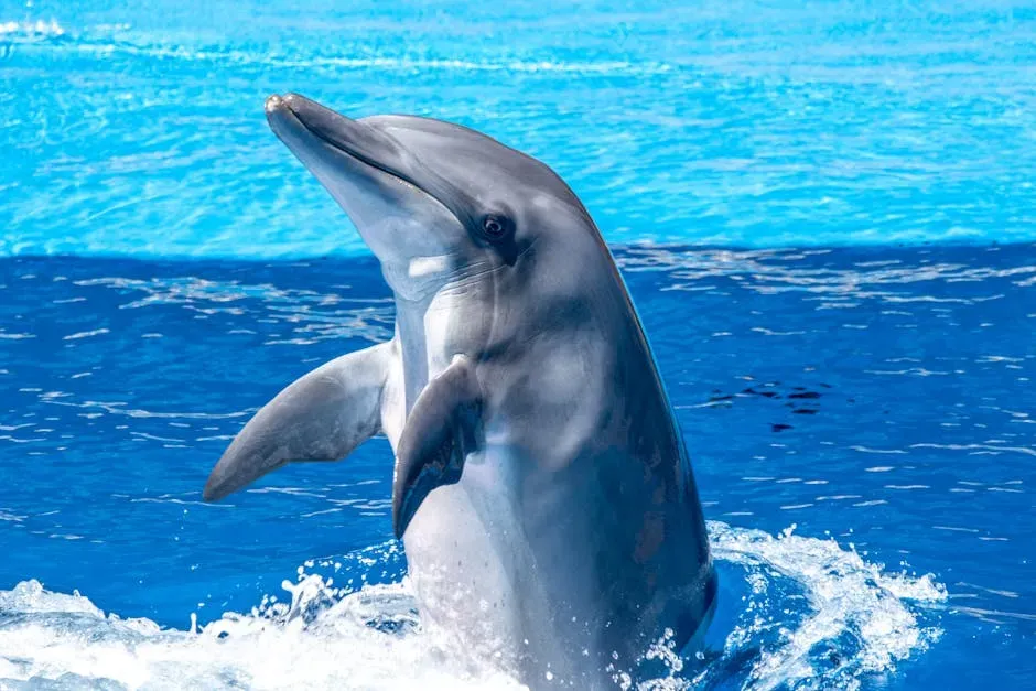 Aquarius – The Bottlenose Dolphin (US Coastal Waters) (Image Credits: Pexels)