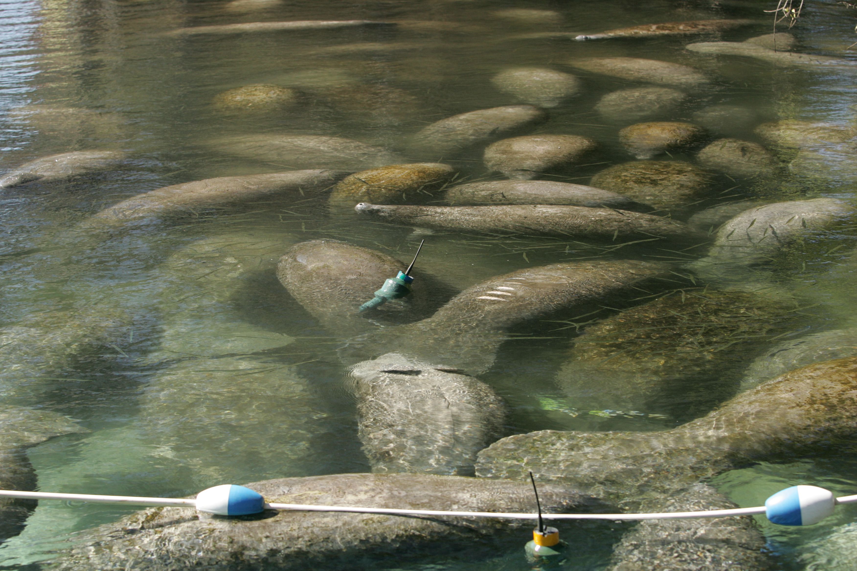 The Critical Need for Warm Water Refuges (Image Credits: Wikimedia)