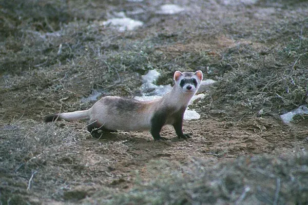 2. The Black-footed Ferret: North America's Most Endangered Mammal (Public domain)