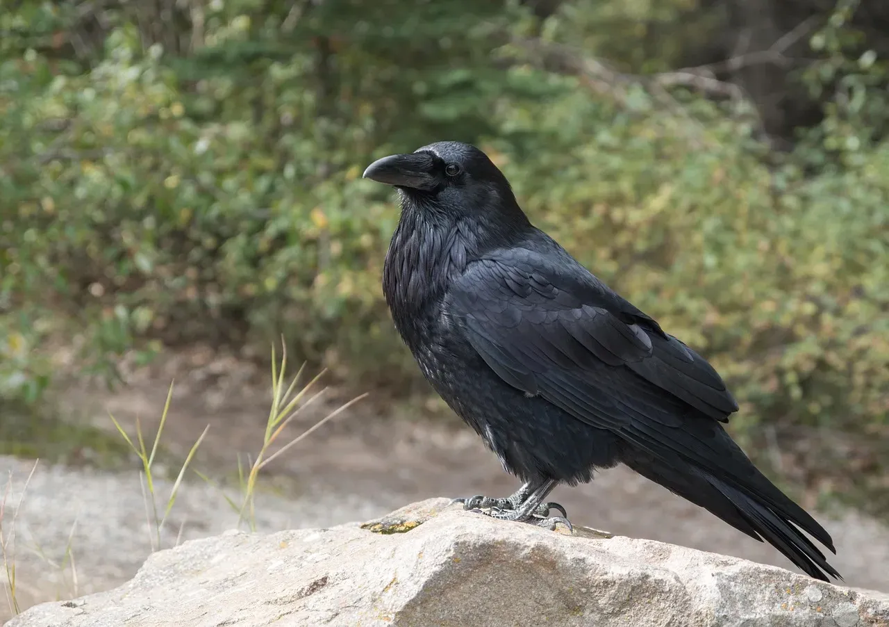 Conclusion: If Ravens Can Plan for Tomorrow, What Excuse Do We Have? (Image Credits: Pixabay)