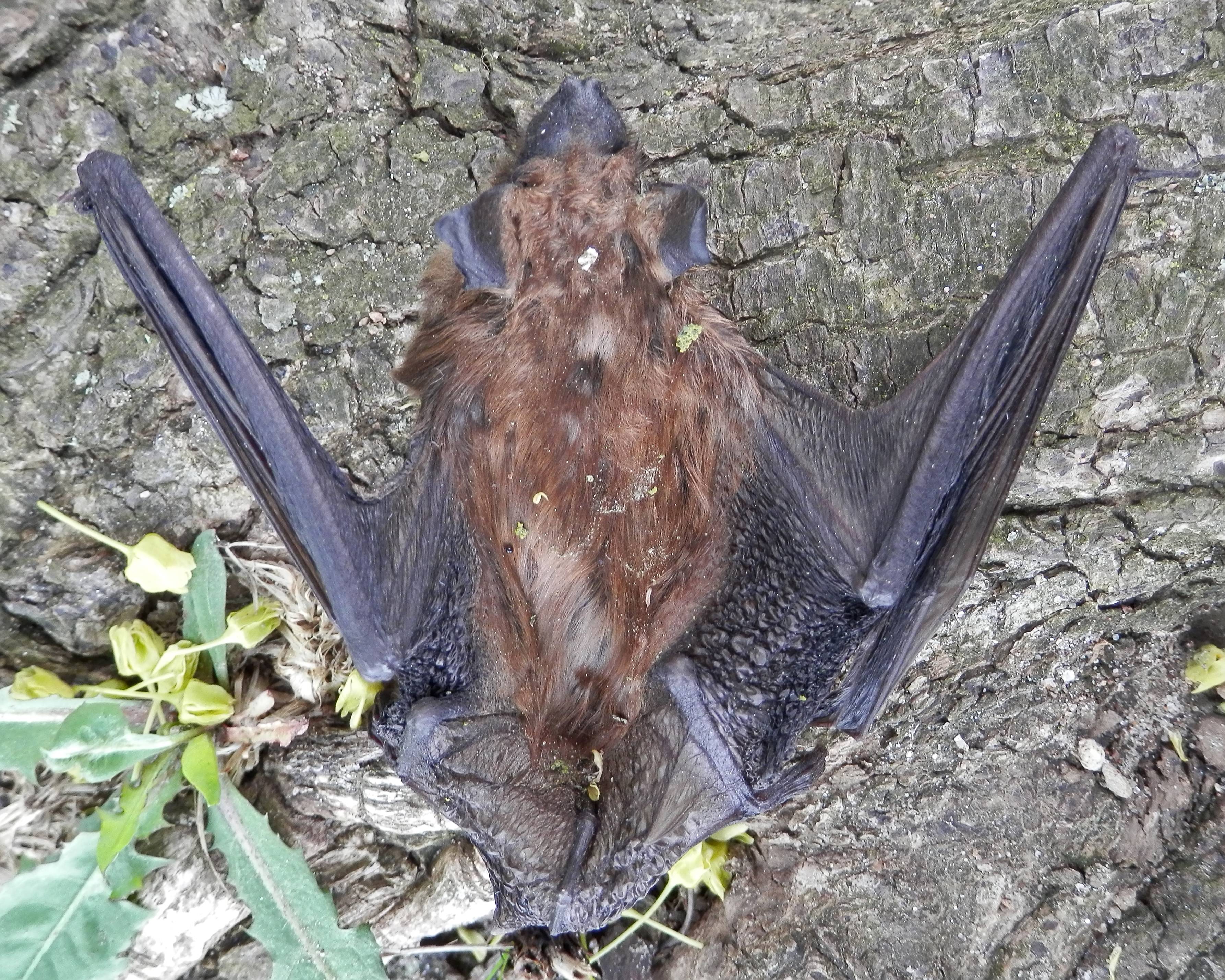 Museum Specimens Hold Century-Old Secrets (Image Credits: Wikimedia)