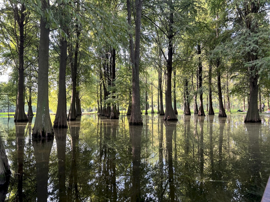 Atchafalaya Basin (Louisiana) (Image Credits: Unsplash)