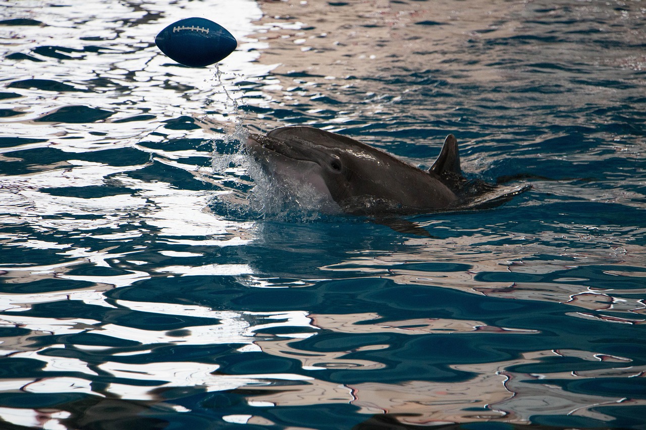 Gemini (May 21 - June 20): The Playful Dolphin (Image Credits: Pixabay)