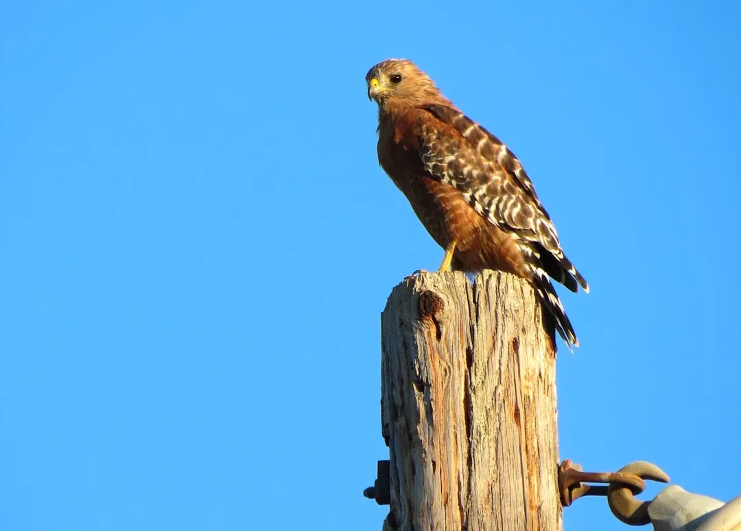 Signaling to Other Hawks: The Silent Social Side of Perching (Image Credits: Unsplash)