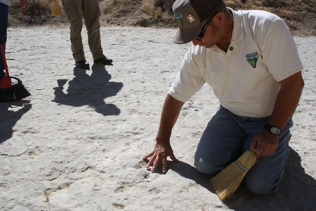 The "Just Discovered" Fossil That Was Cleaned and Repositioned First (BLM_Wyoming, Flickr, CC BY 2.0)