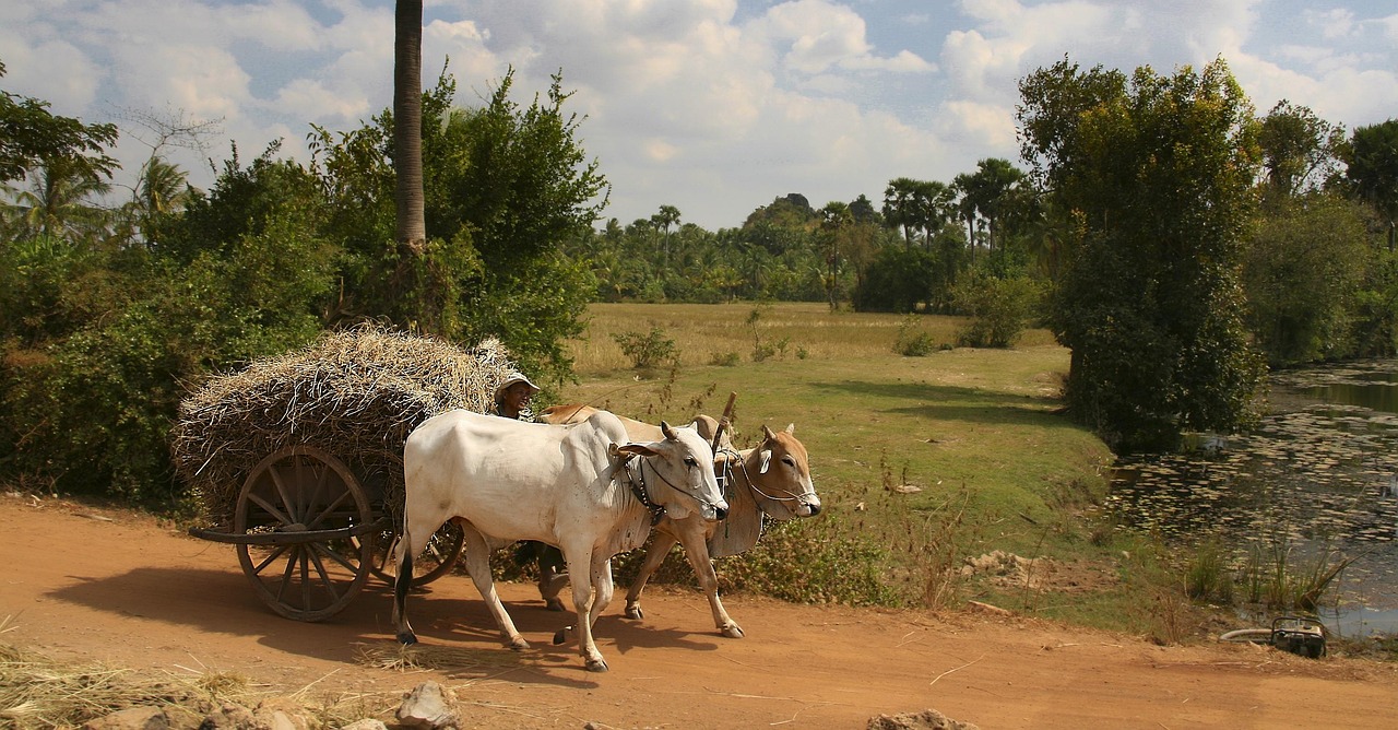 Capricorn and the Steadfast Ox (Image Credits: Pixabay)