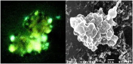 How You Can Explore the Invisible World (Image Credits: Wikimedia)