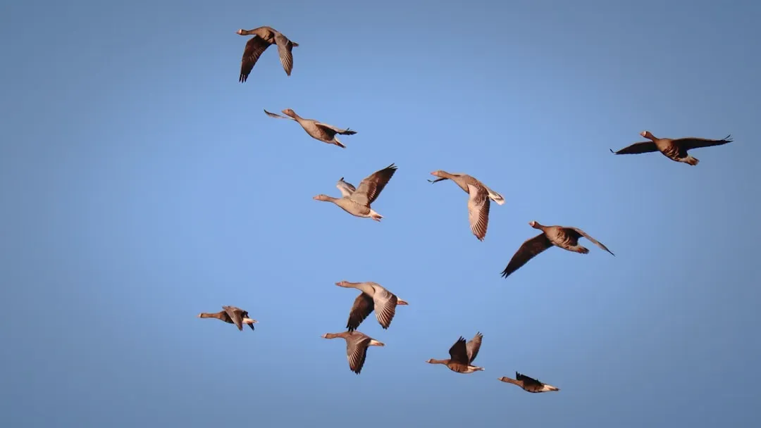 5. Migratory Birds Feeling Earth’s Magnetic Field in Their Minds (Image Credits: Unsplash)
