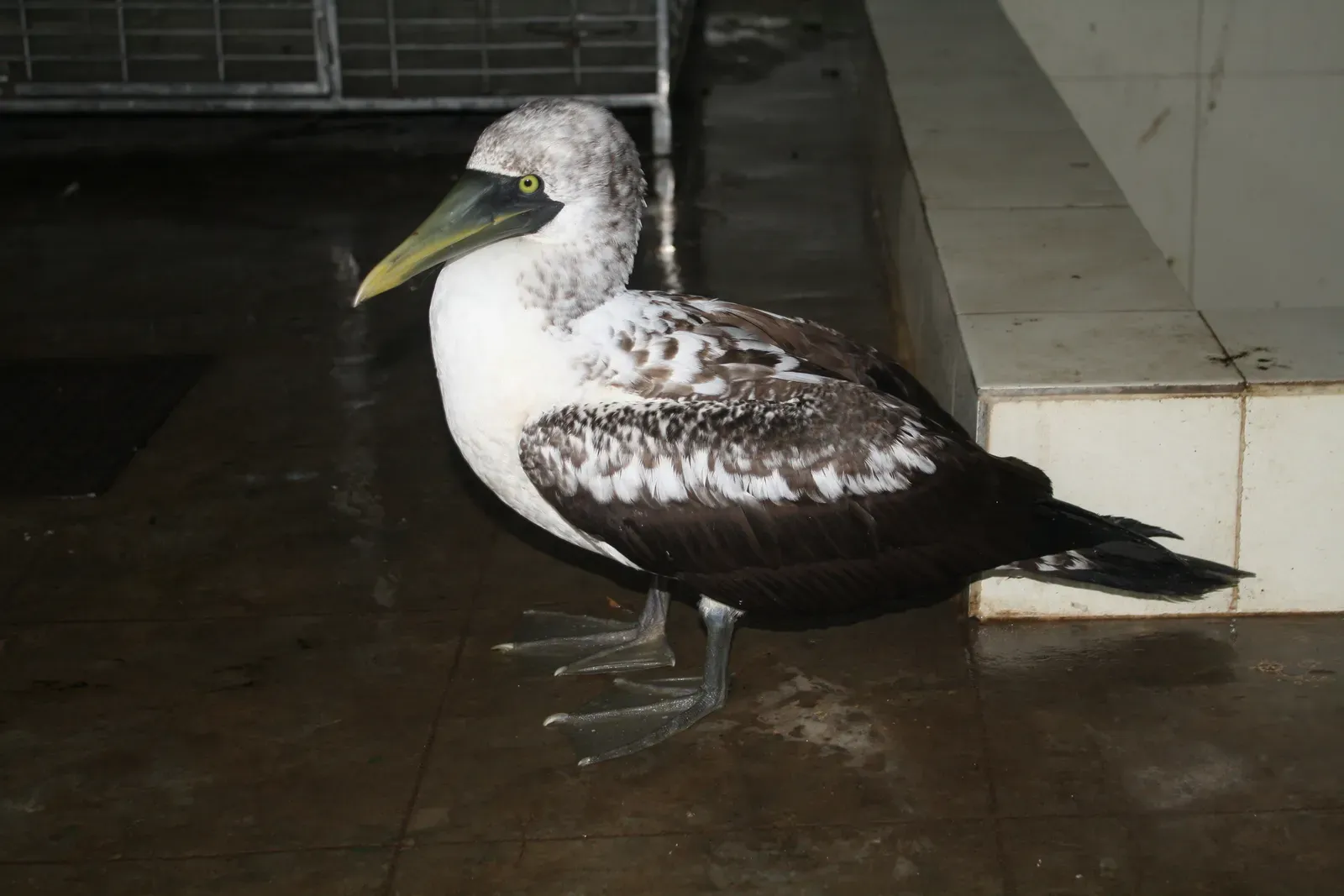 #6 - Tasman Booby (Norfolk Island's "Extinct" Seabird) (By Dr. Raju Kasambe, CC BY-SA 3.0)