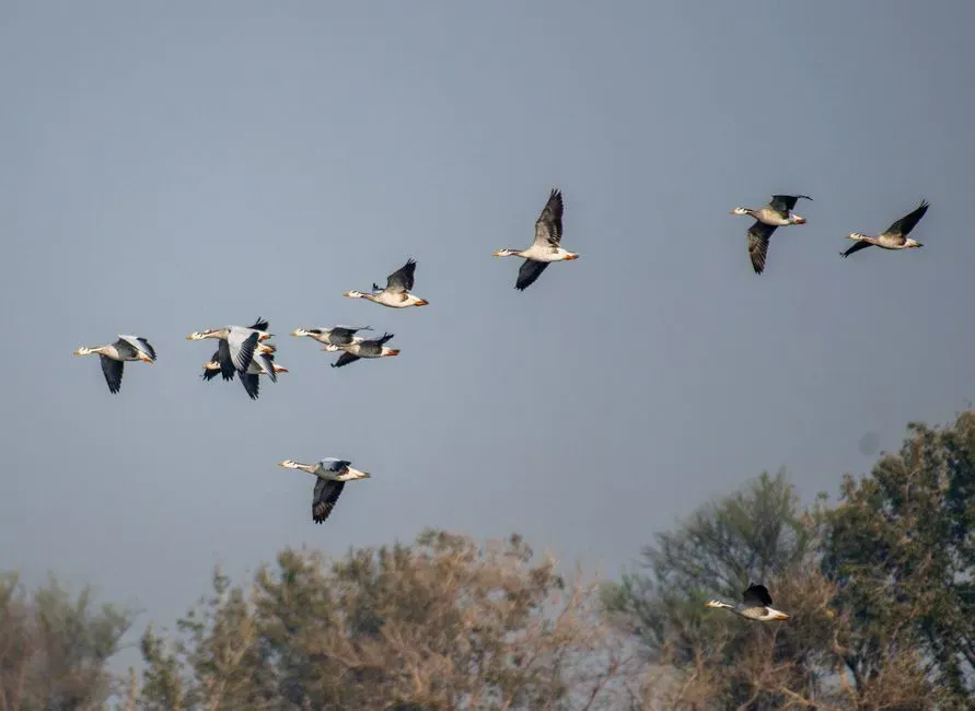 #13 - Bar-Headed Geese: High-Altitude Flights Over the "Roof of the World" (Image Credits: Pexels)