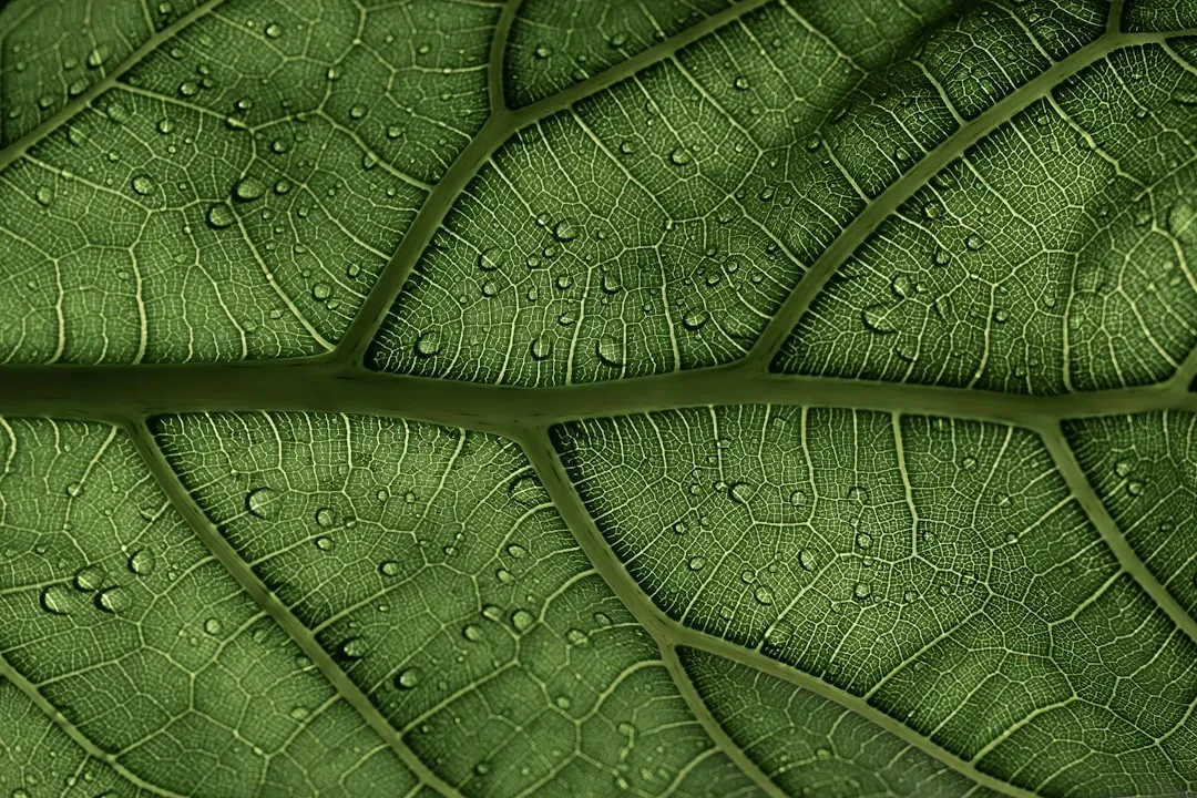 #4 - Cells Deliberately Pull Water Out of Themselves (Image Credits: Unsplash)