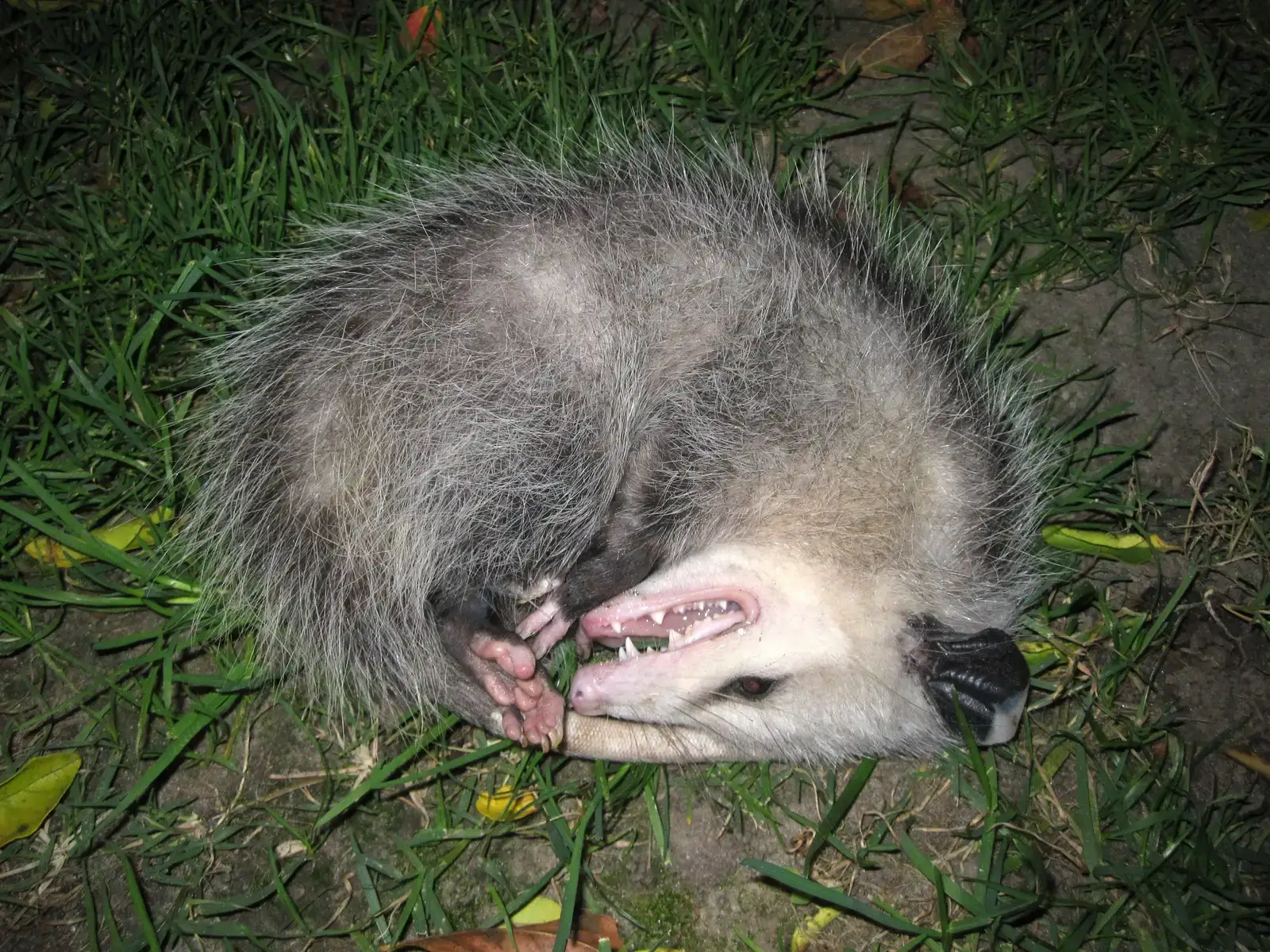 Playing Dead: The Neuroscience of “Possum Mode” (Image Credits: Wikimedia)