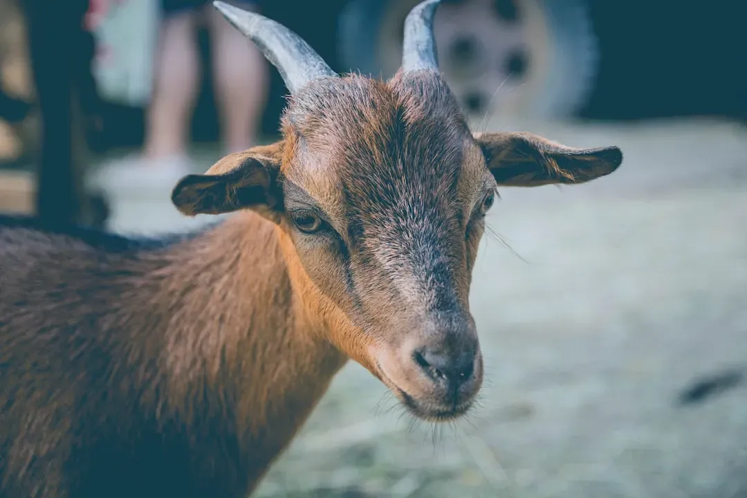 Pain, Pleasure, and the Hard Problem of Animal Suffering (Image Credits: Unsplash)