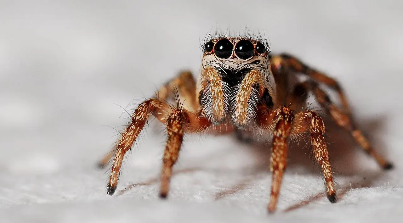 6. Jumping Spiders: Tiny Eyes, Huge Attitude (Image Credits: Pixabay)