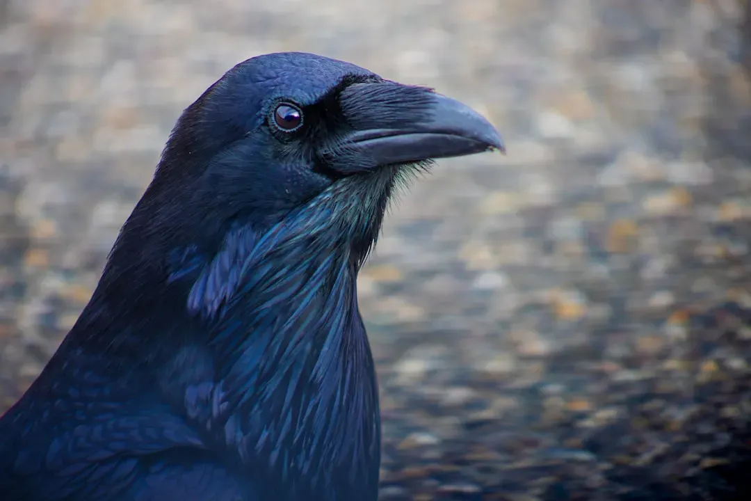 Comparisons With Apes and Dogs: Where Ravens Stand (Image Credits: Unsplash)