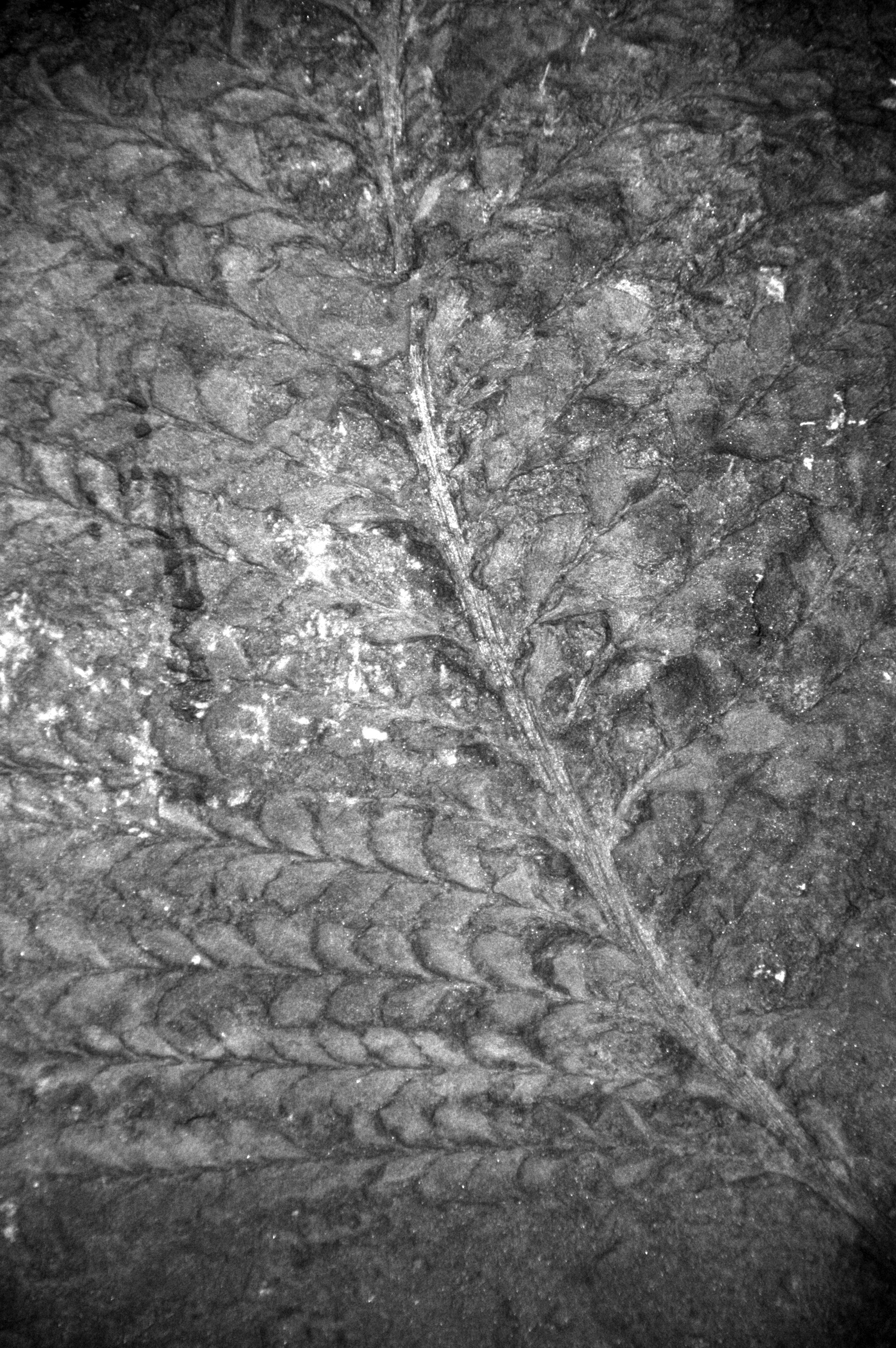 The Environmental Detective Story (Image Credits: Wikimedia)