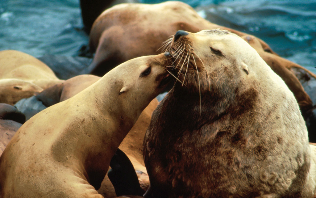 Marine Reserve Success Stories (Image Credits: Flickr)