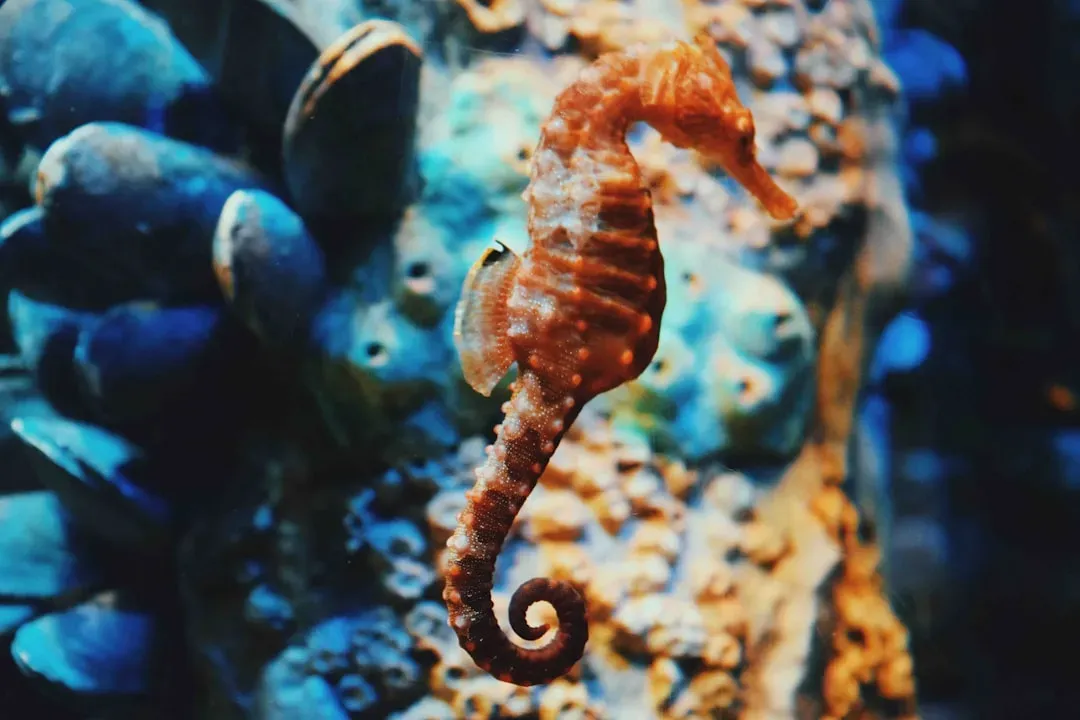 7. Male Seahorses That Get Pregnant (Image Credits: Unsplash)