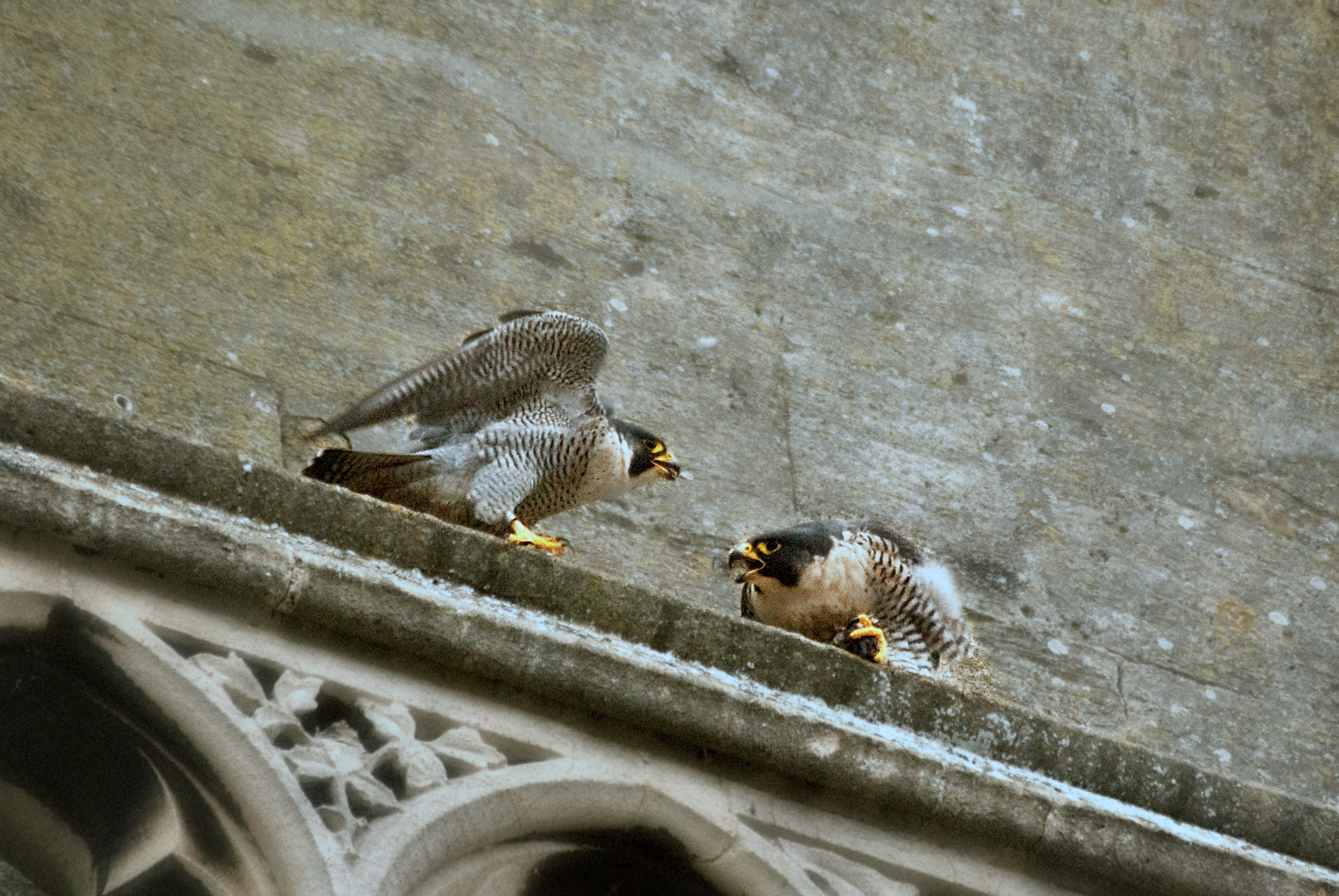 Philadelphia: East Coast Recovery Hub (Image Credits: Wikimedia)