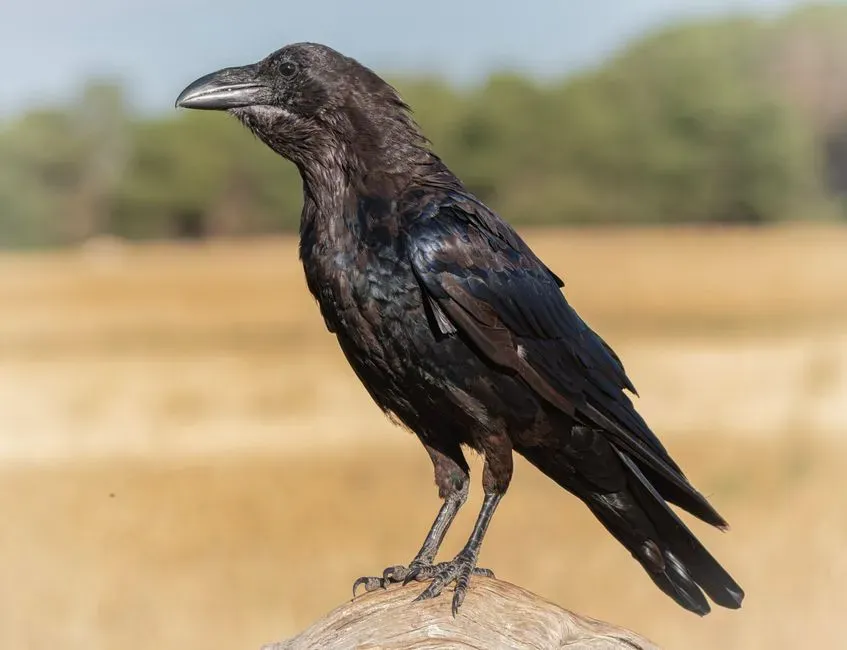 Inside the Raven Mind: Intelligence Behind the Behavior (Image Credits: Pexels)