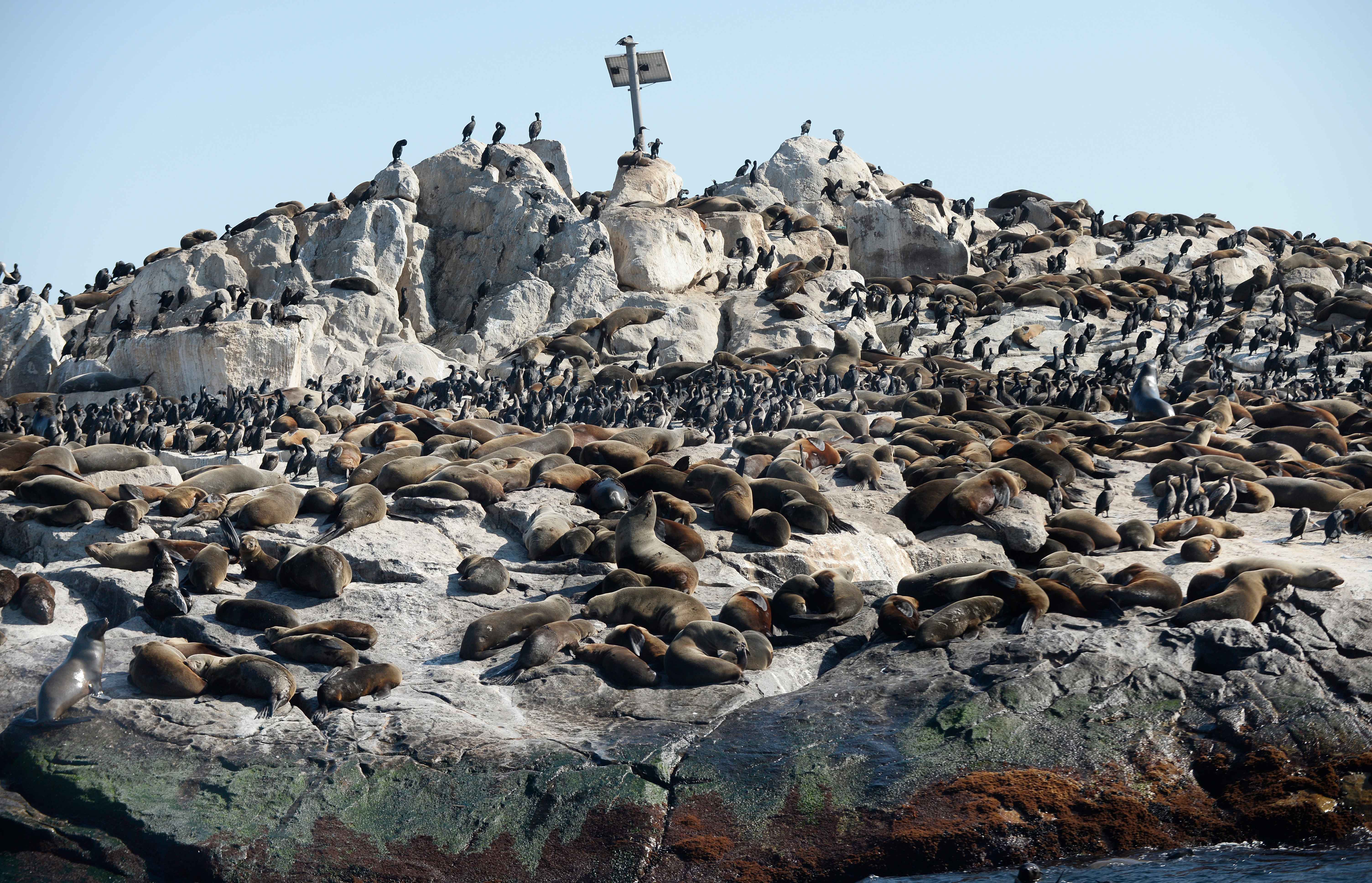 Seal Island National Wildlife Refuge, Maine: A Multi-Species Haven (Image Credits: Wikimedia)