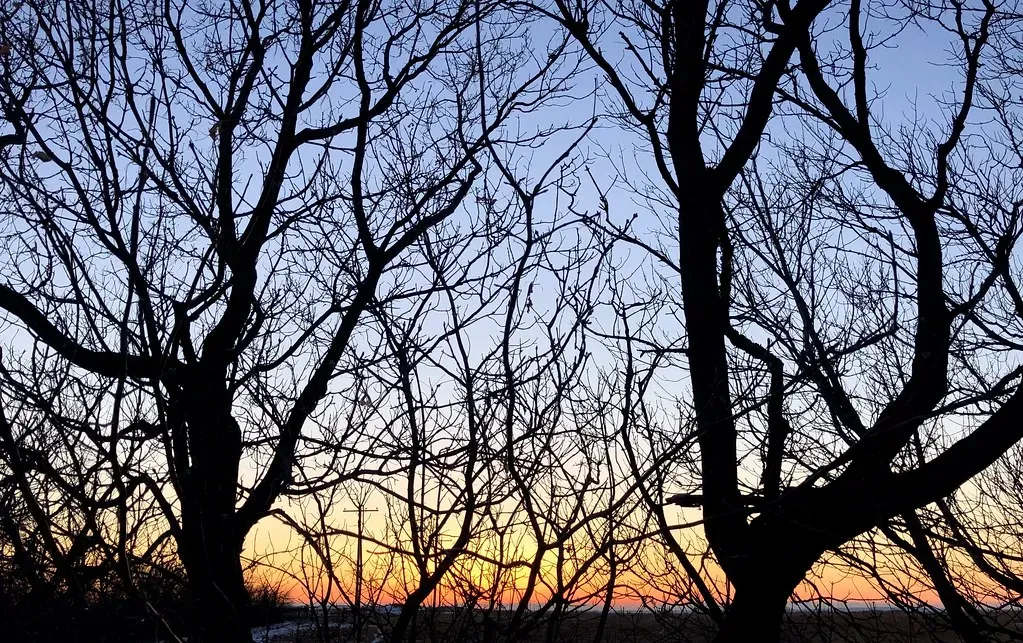 Branching Networks: Veins, Rivers, and Roots (Image Credits: Flickr)