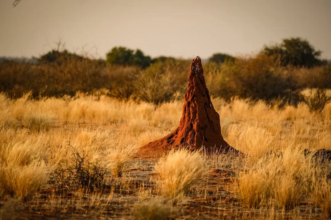 6. Termites That Build Giant Earth “Skyscrapers” (Image Credits: Unsplash)