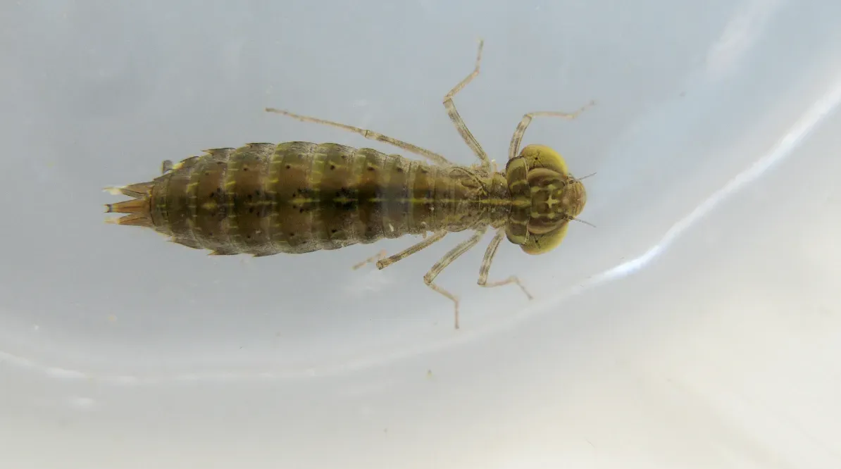 4. Dragonfly Nymphs: Underwater Jet-Powered Hunters (Dragonfly (nymph), CC BY 2.0)