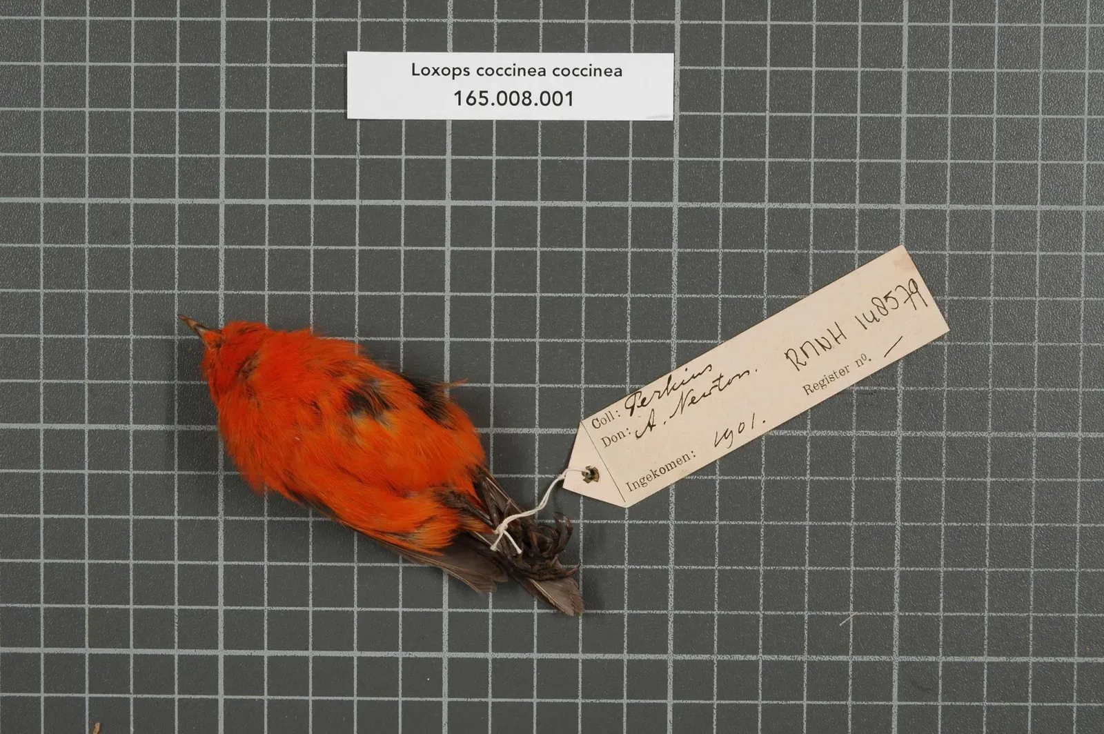 #1 - The Hawaiian Po'ouli: A Songbird Lost While We Watched (Naturalis Biodiversity Center, CC0)