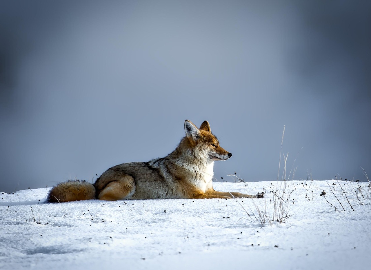 The Coyote Connection: When Mid-Level Predators Lose Control (Image Credits: Pixabay)