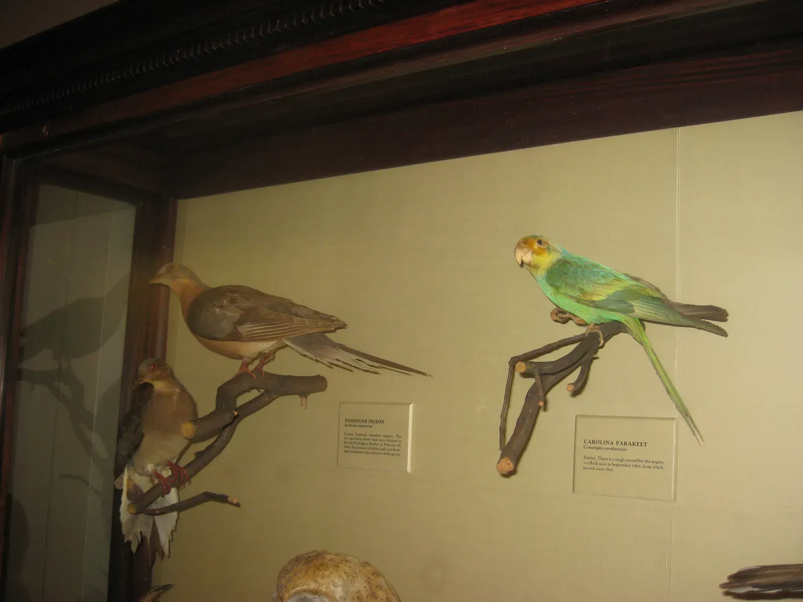 #19 - Taxidermy Birds That Turn Into Someone Else's Trophy (originally posted to Flickr as IMG_1211, CC BY 2.0)