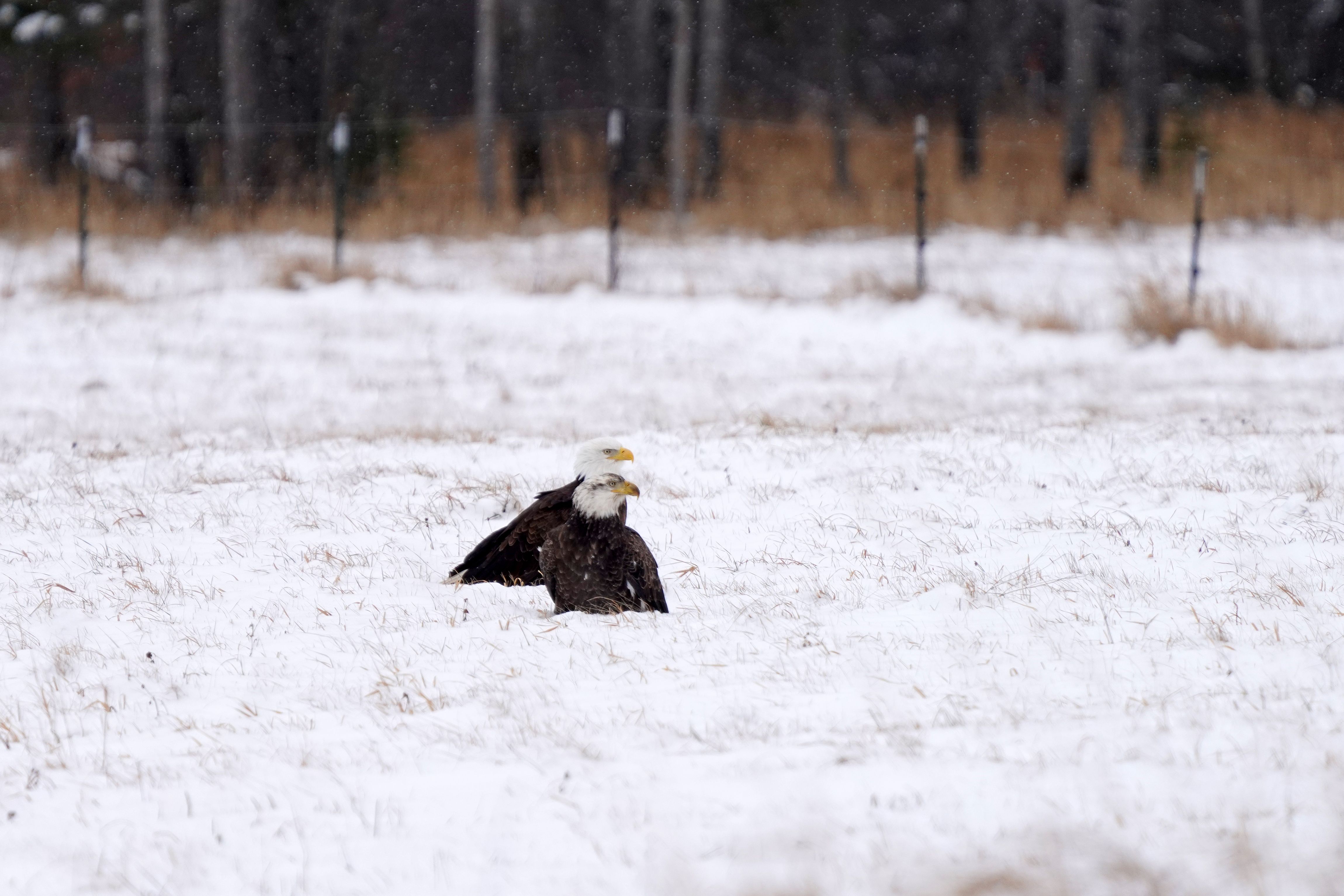 Illinois Hosts 3,100 Wintering Eagles Despite Only 40 Breeding Pairs (Image Credits: Wikimedia)