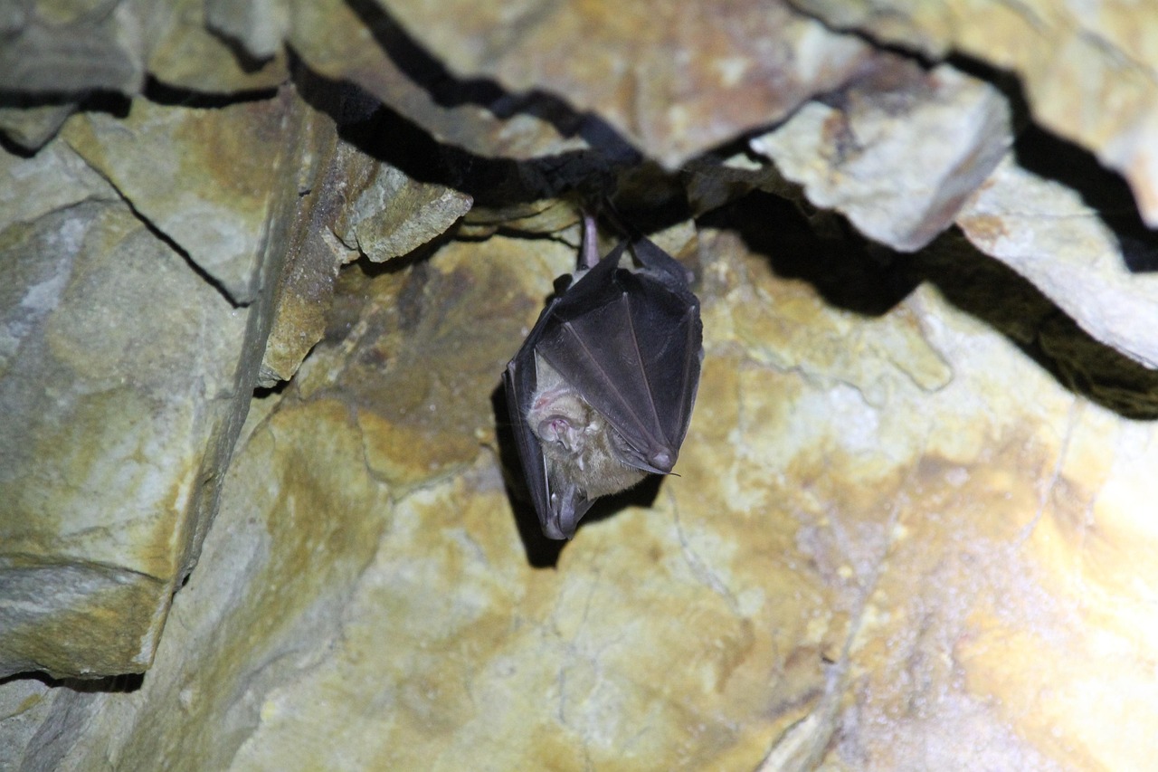 Practical Challenges of UV Treatment in Cave Environments (Image Credits: Pixabay)