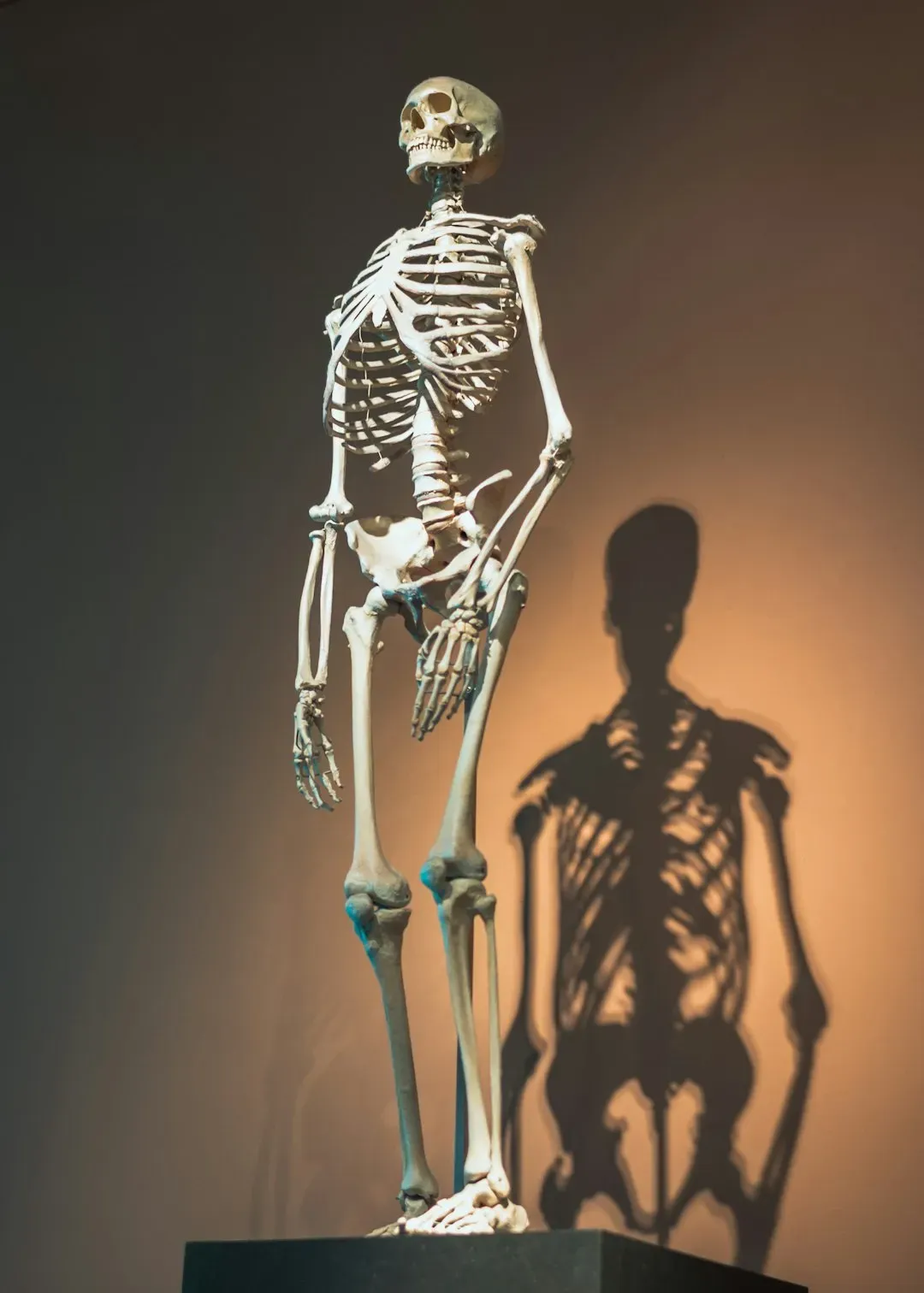 #13 - The Whole Skeleton Matches a Known Walking Population (Image Credits: Unsplash)