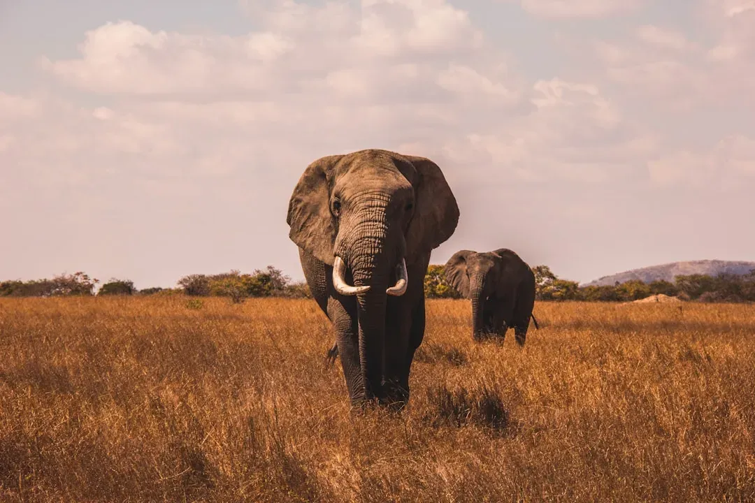 4. Elephants: Giants with a Deep-Earth Warning System (Image Credits: Unsplash)