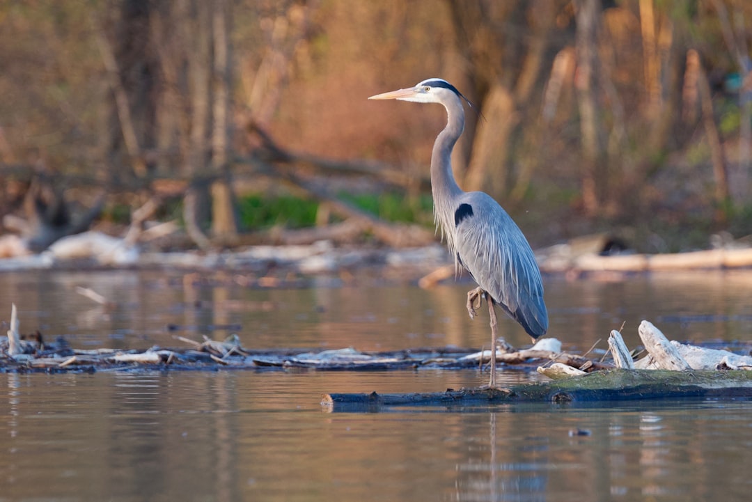 The Serene Heron: Water's Patient Fisher (Image Credits: Unsplash)