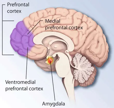 #4 – The Prefrontal Cortex Goes Quiet, Yet You Still Experience A Story ("Post Traumatic Stress Disorder Research Fact Sheet". A fact sheet with a brief description of post-traumatic stress disorder (PTSD) and its treatment. Date: 2007[1], Public domain)