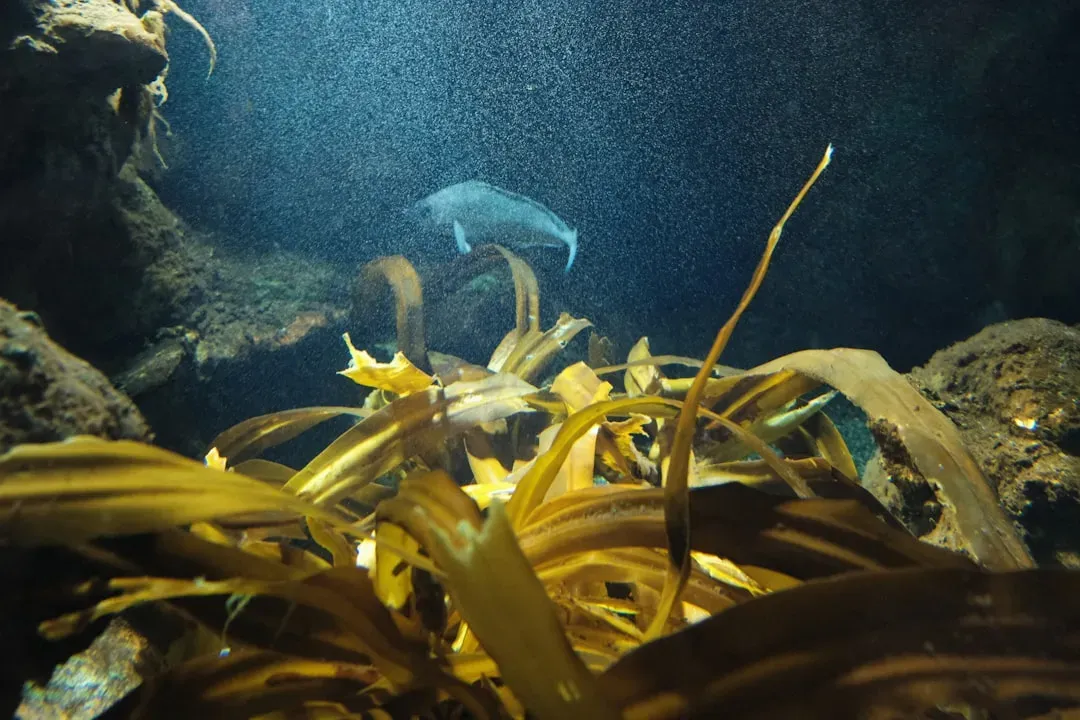 13. Clumps of Kelp and Tangled Marine Plants (Image Credits: Unsplash)